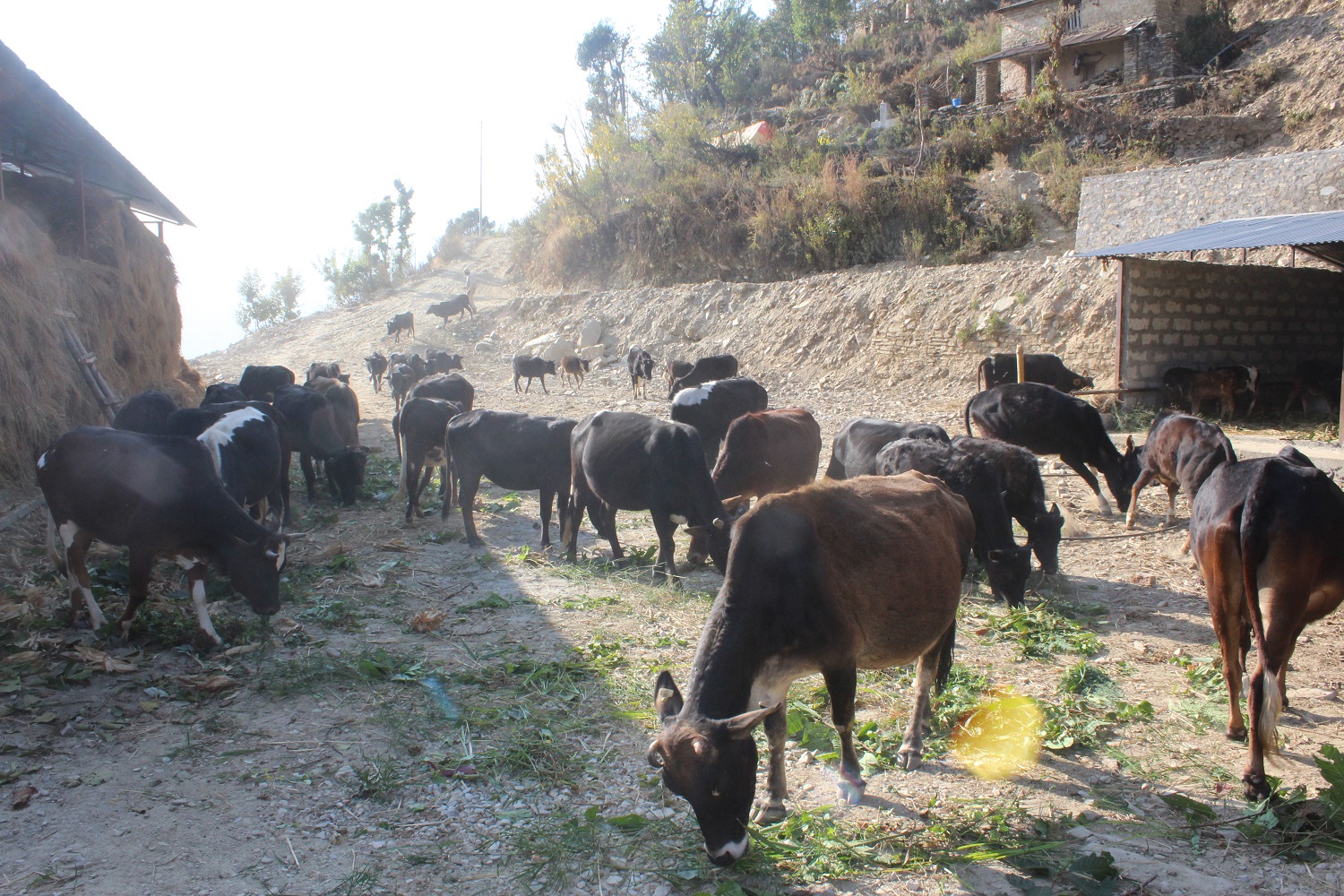 आलेख : गौशालामा सीमित भए रैथाने गाई